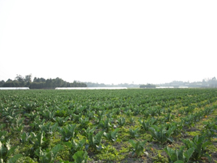 水果蔬菜基地